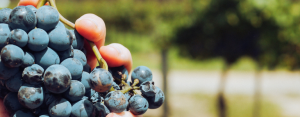 Scopri di più sull'articolo Cenni di Storia del vino italiano